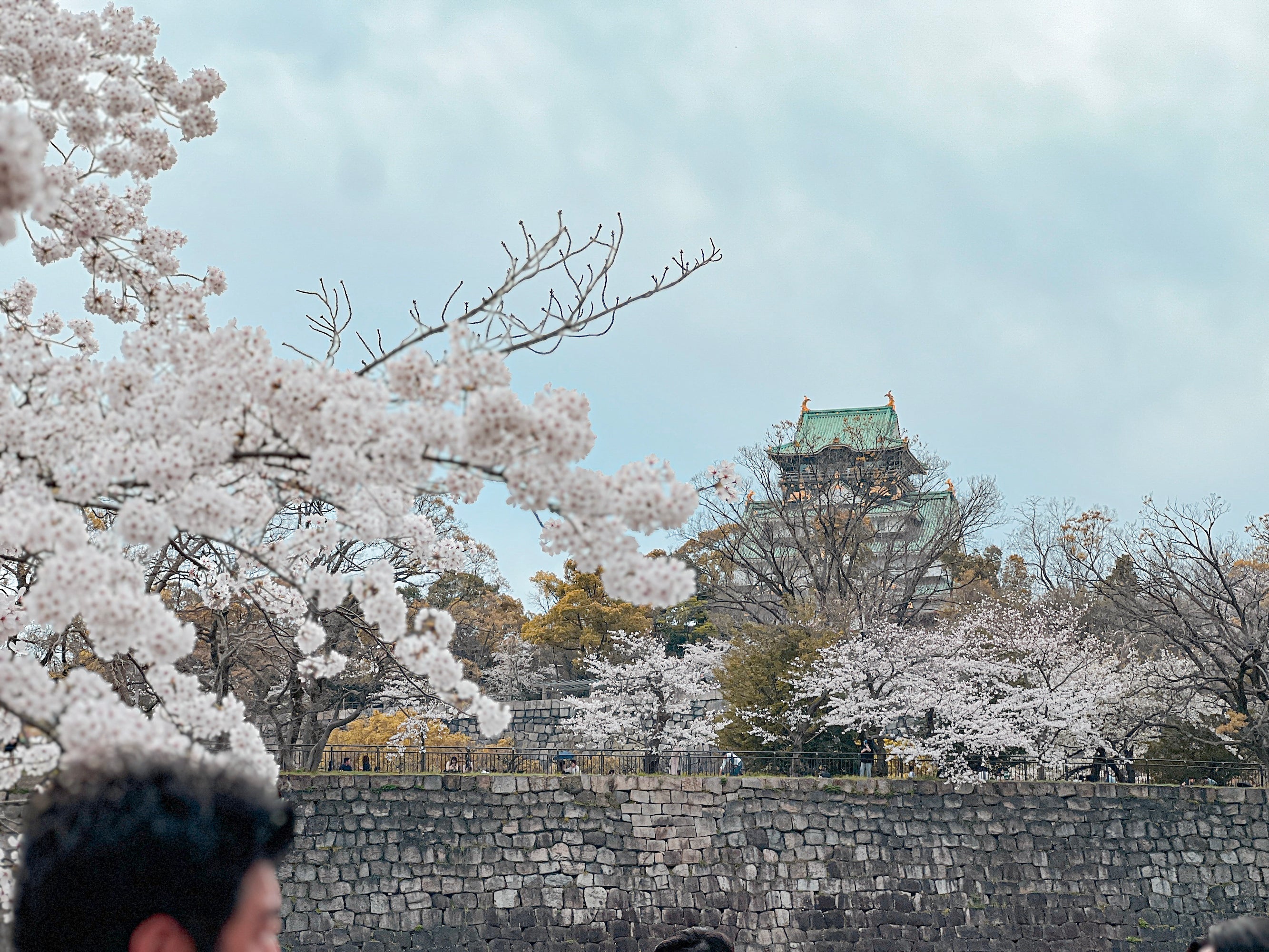 2024年 お花見に行ってきました！
